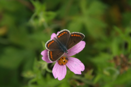 Geranium endressiiRoze ooievaarsbek bestellen